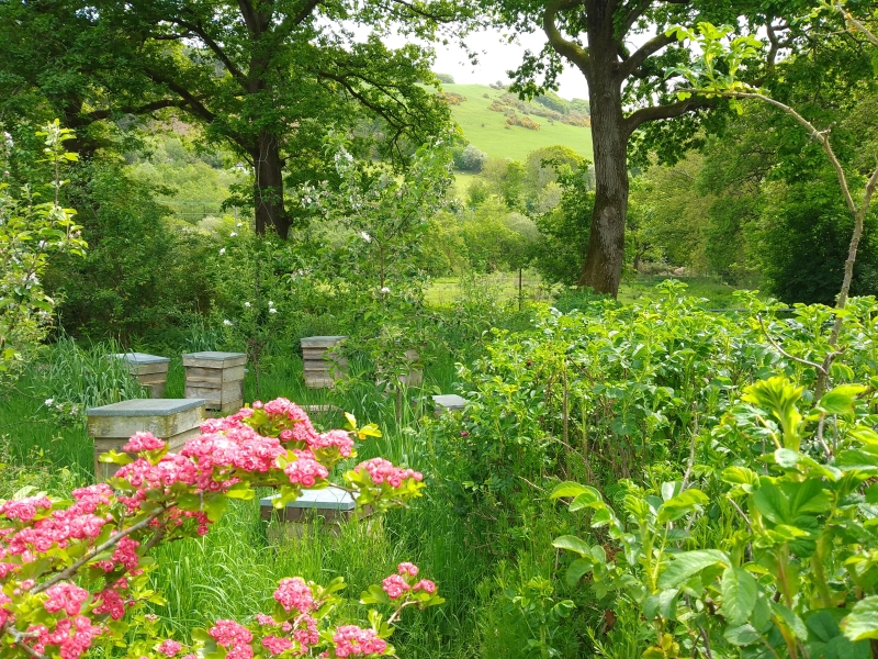 Melindwr Valley Bees, Tynyffordd Isaf